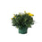 Hardy Mum, 6-Inch Pot