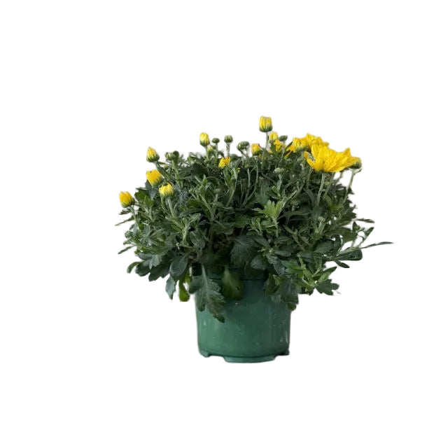 Hardy Mum, 6-Inch Pot