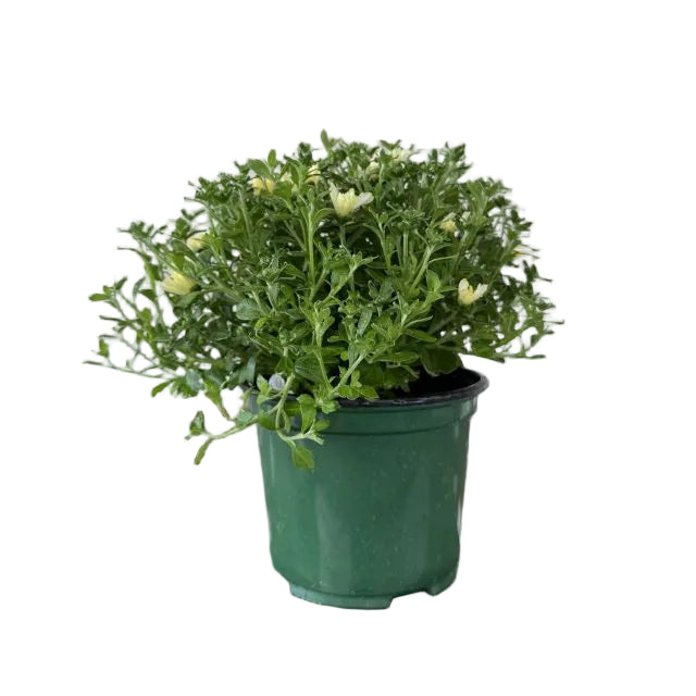 Hardy Mum, 6-Inch Pot