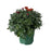 Hardy Mum, 6-Inch Pot