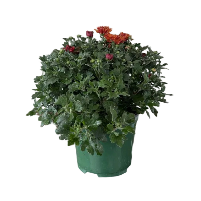 Hardy Mum, 6-Inch Pot