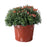 Hardy Mum, 9-Inch Pot