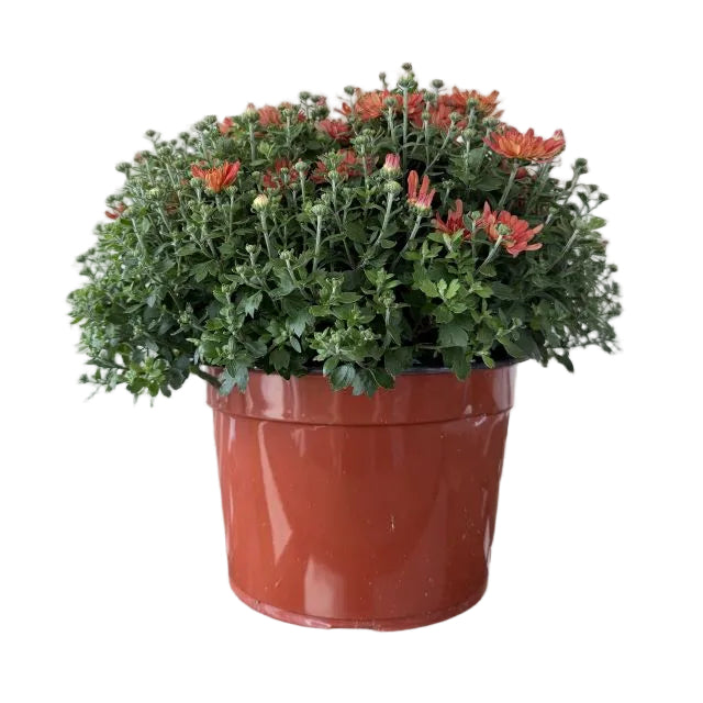 Hardy Mum, 9-Inch Pot