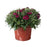 Hardy Mum, 9-Inch Pot