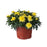 Hardy Mum, 9-Inch Pot