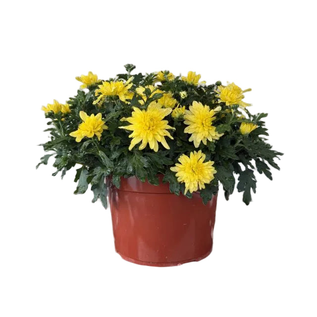 Hardy Mum, 9-Inch Pot