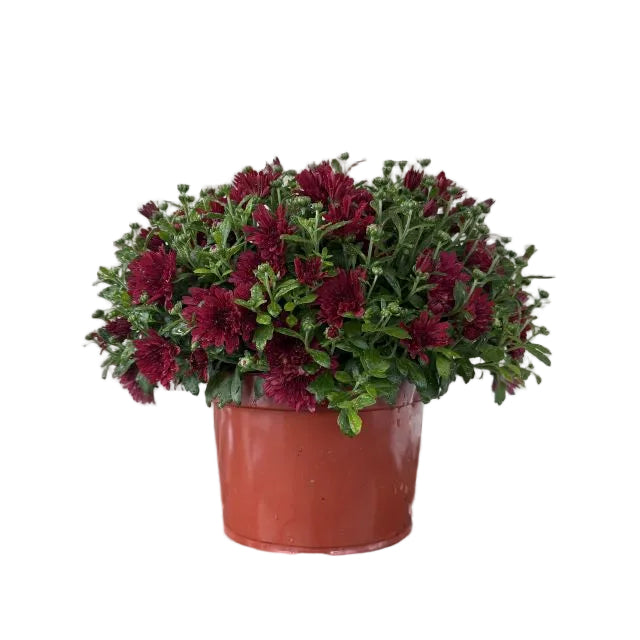 Hardy Mum, 9-Inch Pot