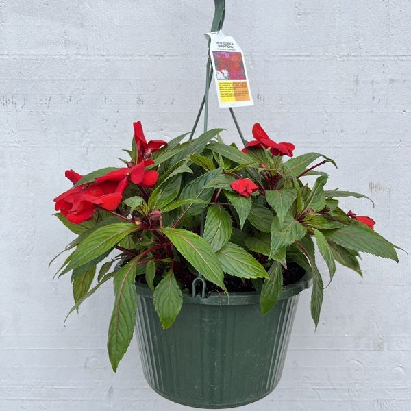 bleeding heart plant hanging basket Flowering Hanging Basket Shade Varieties, 10-Inch — Ellington Agway