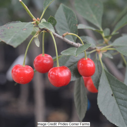 North Star Tart Cherry Tree, 7-Gallon
