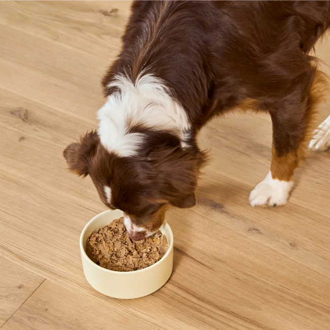 Open Farm Goodbowl™ Harvest Chicken Pâté for Dogs 12.5-oz Can