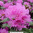 PJM X Rhododendron, 2-Gallon