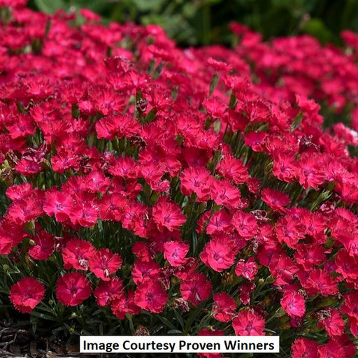 Dianthus hybrid 'Paint the Town Red', 1-Gallon