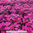 Dianthus hybrid 'Paint the Town Fancy', 1-Gallon