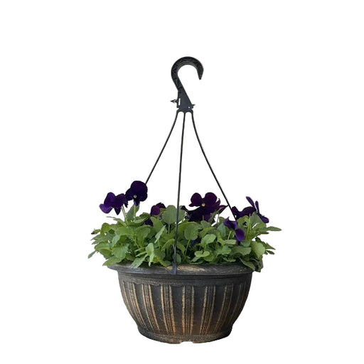 Pansy Hanging Basket, 12-Inch