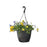 Pansy Hanging Basket, Deco Pot 11-Inch