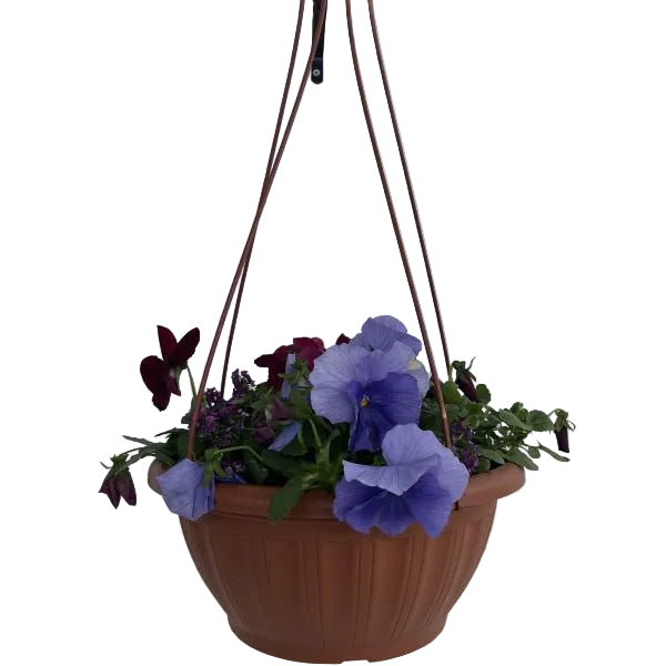 Pansy Hanging Basket, 12-Inch