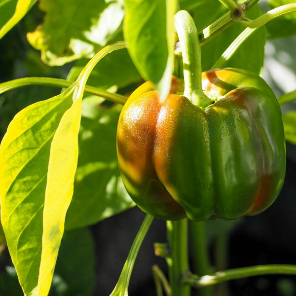 Pepper Plant, 6-Pack