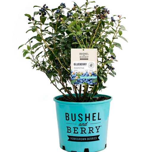 Perpetua® Blueberry Bush, 2-Gallon