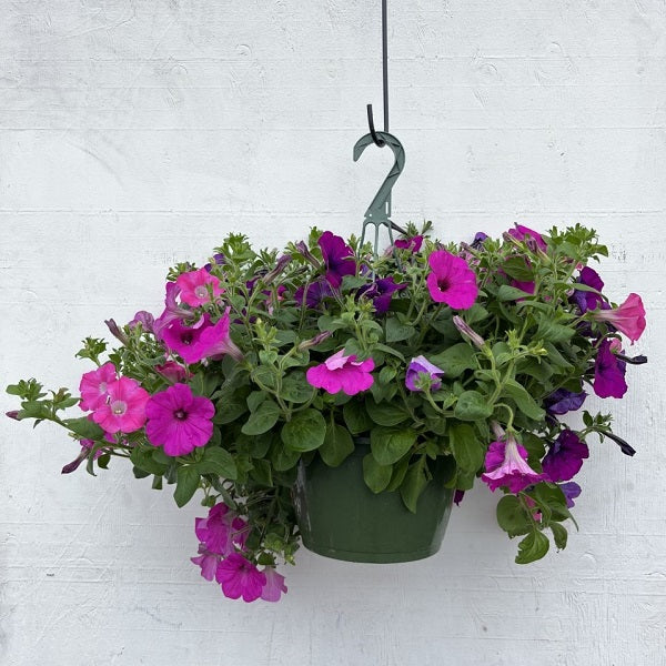 Flowering Hanging Basket Sun Varieties, 10-Inch
