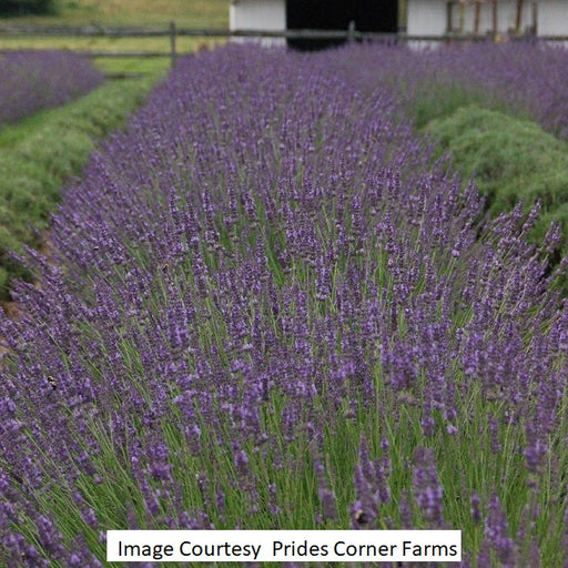 one gallon lavender plants Phenomenal® Lavender, 1-Gallon — Ellington Agway