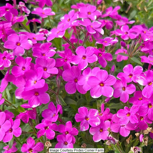 Woodlander Pink Phlox, 1-Gallon