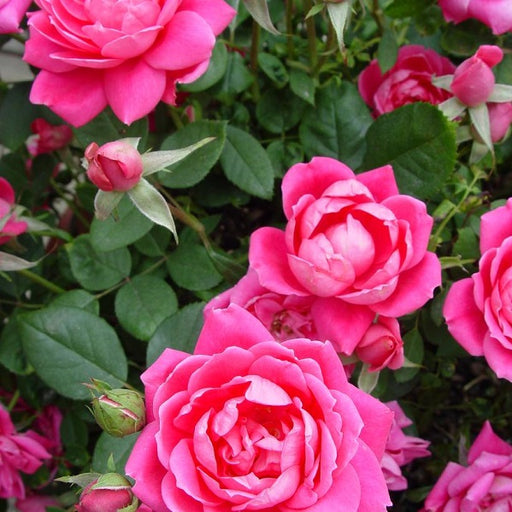 Double Pink Knock Out® Rose, 2-Gallon