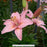 Pink Asiatic Lily, 1-Gallon