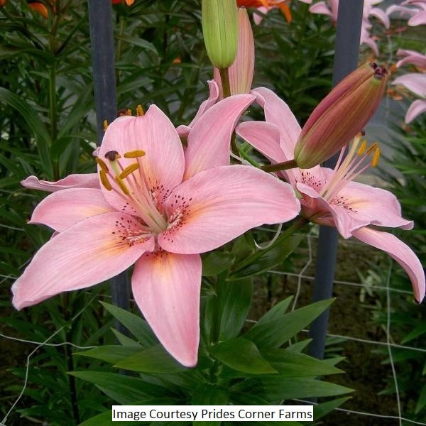 Pink Asiatic Lily, 1-Gallon