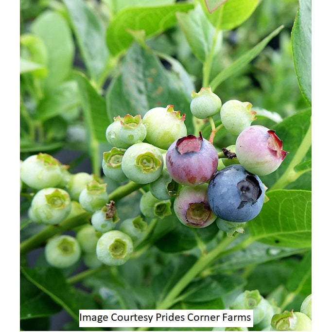 Polaris Blueberry Bush, 2-Gallon