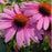 Prairie Splendor Coneflower, 1-Gallon