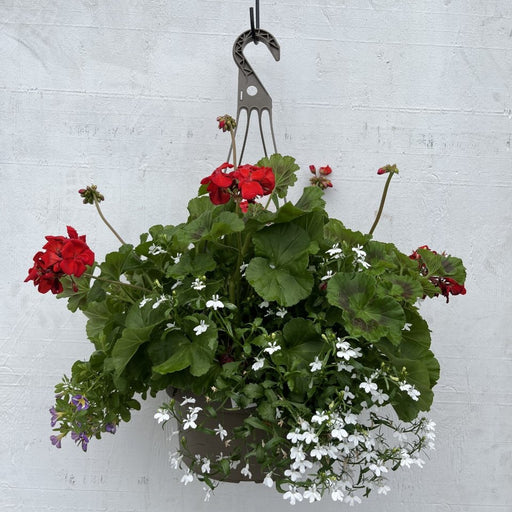 Flowering Hanging Baskets, Premium - Assorted Styles