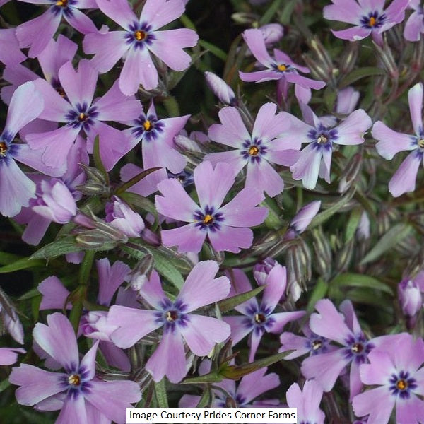 Purple Beauty Moss Phlox, 1-Gallon