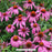 Purpurea Coneflower, 1-Gallon