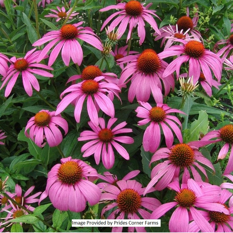 Purpurea Coneflower, 1-Gallon