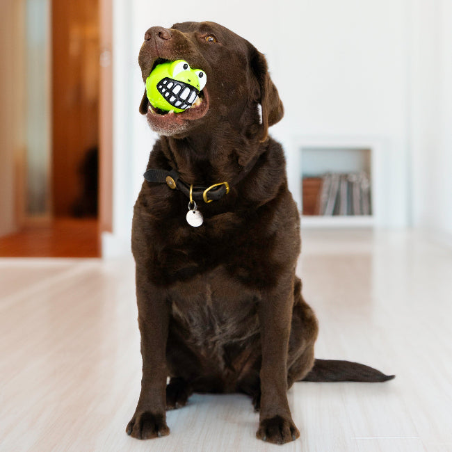 KONG Grinz Frog Dog Toy