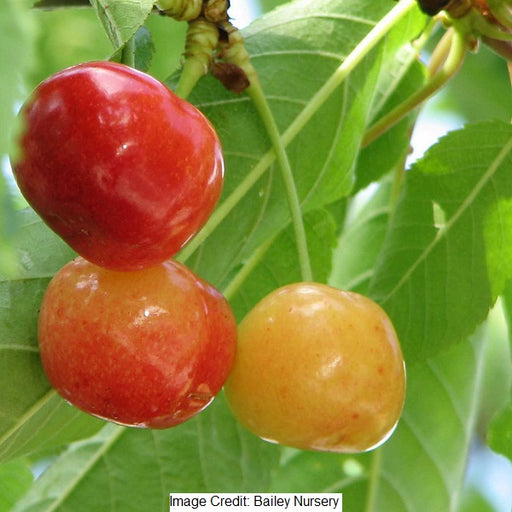 Rainier Sweet Cherry Tree, 7-Gallon