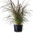 Red Rubrum Ornamental Grass, 9-Inch Pot