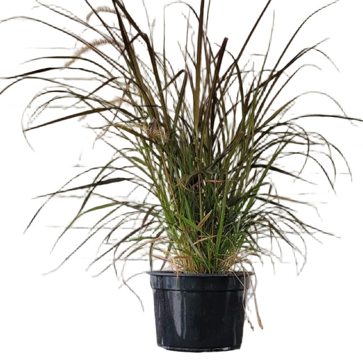 Red Rubrum Ornamental Grass, 9-Inch Pot