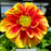 Dahlia Dalaya® Red + Yellow, 8-Inch