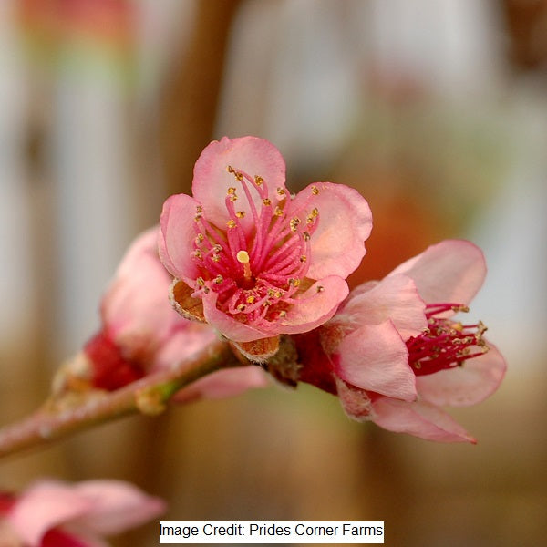 Reliance Peach Tree, 7-Gallon