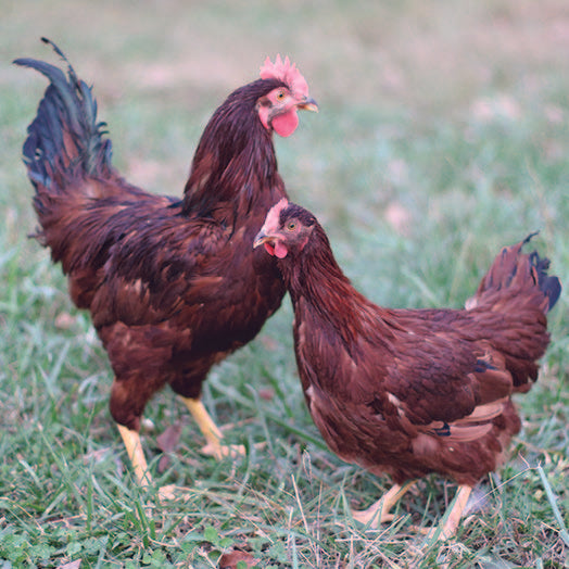 Rhode Island Red Baby Chick, FEMALE