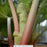Victoria Rhubarb, 2-Gallon