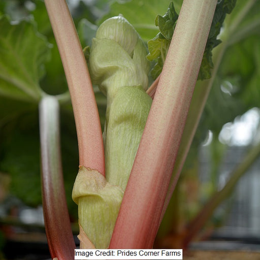 Victoria Rhubarb, 2-Gallon