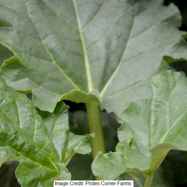 Victoria Rhubarb, 2-Gallon