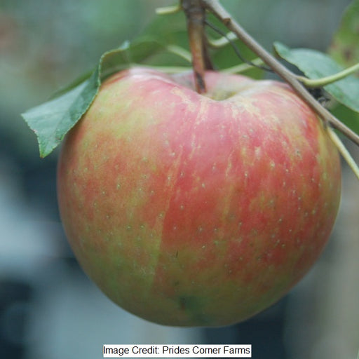 Royal Gala Apple Tree, 7-Gallon