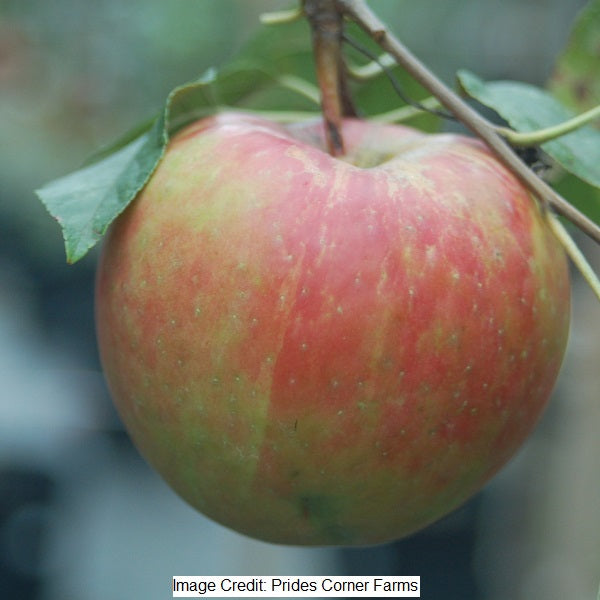 Royal Gala Apple Tree, 7-Gallon