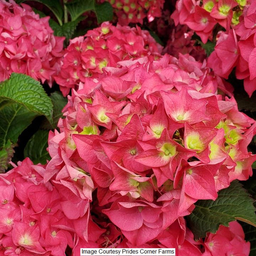 E.S. Summer Crush Hydrangea, 2-Gallon