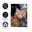 Cats Photo Garden Flag