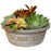 Succulent Combo- Savannah Bowl 8 inch