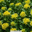 Little Miss Sunshine Stonecrop, 1-Gallon